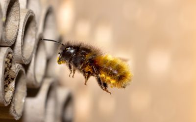 Wildbienenprojekt im MINT-Unterricht im Jahrgang 6 der AFS