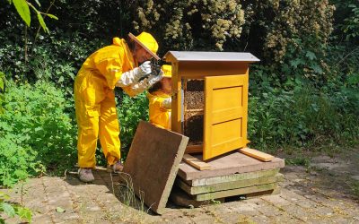 Bienenwaben-Schaukasten